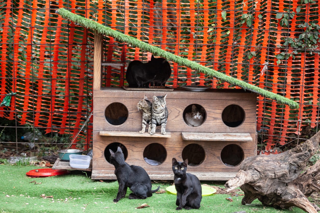 hand made cat shelter for cat colony outdoors