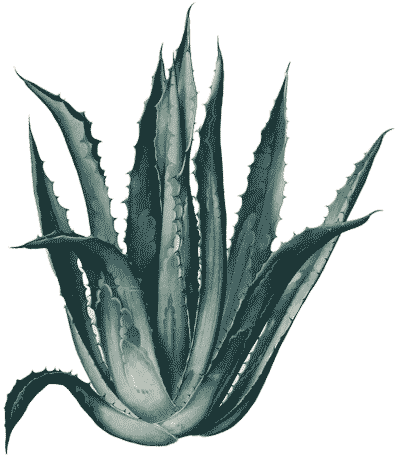 Agave plant, a natural prebiotic, ingredient of Cascara Cabinet Boom and Cascara Cabinet Fizz.