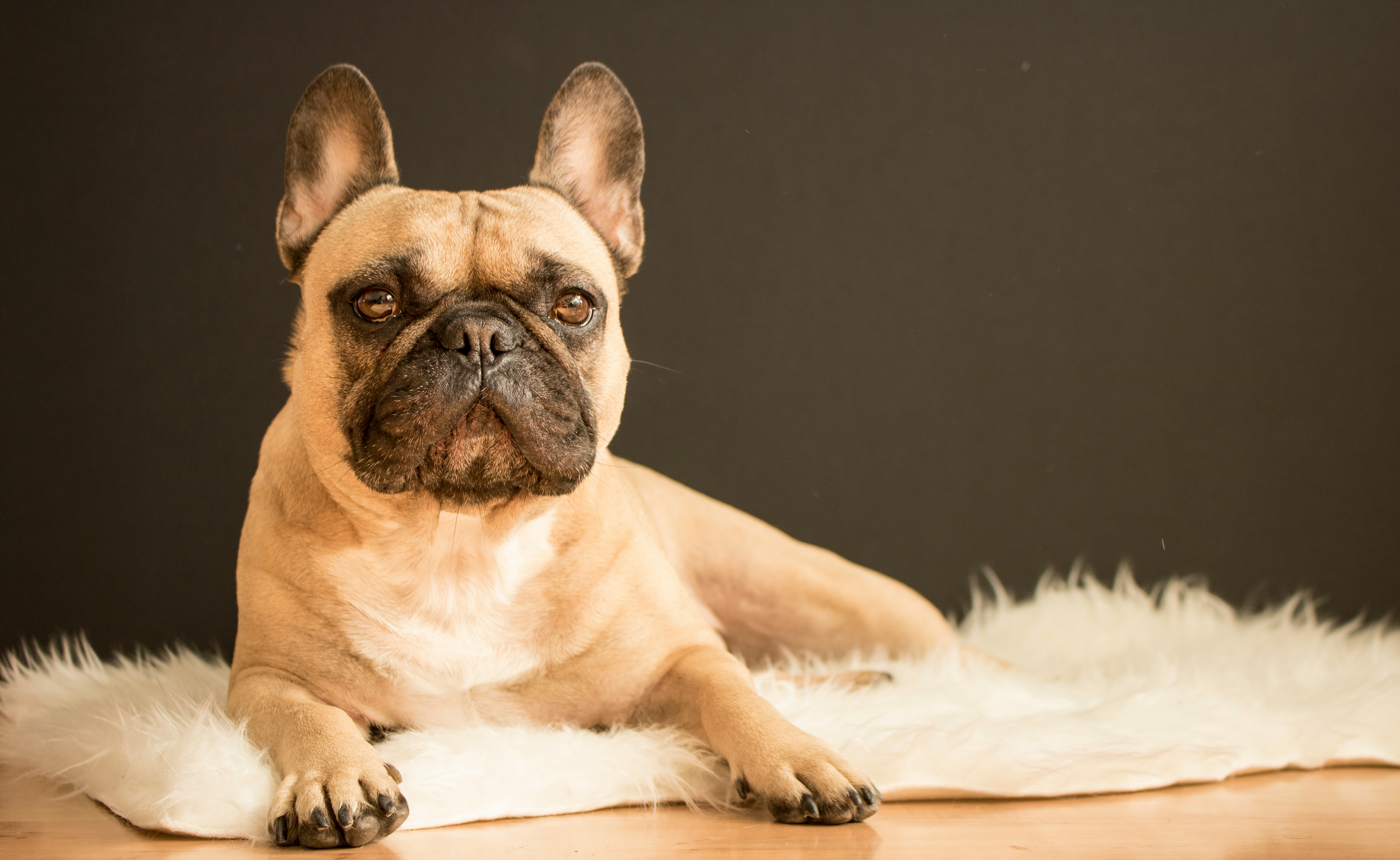 Fawn French Bulldog with bat ears lying on a white sheepskin rug