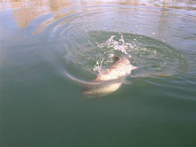 Un poisson pêché dans l'ourse ou la garonne