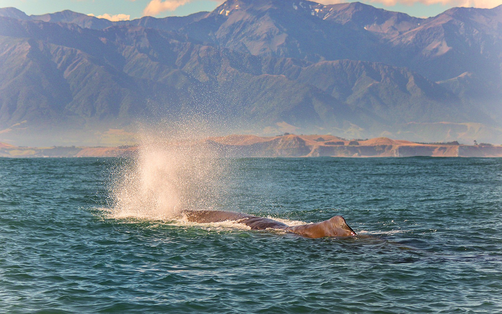 Wal taucht in Kaikoura auf, mit Bergen im Hintergrund.
