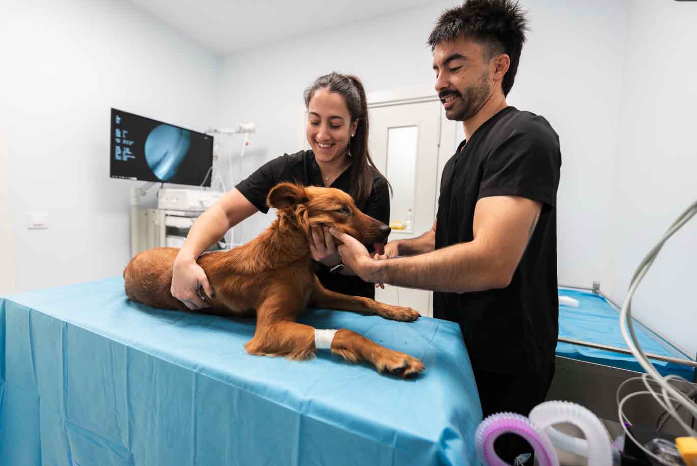 Veterinarian caring for a dog during a clinic visit.