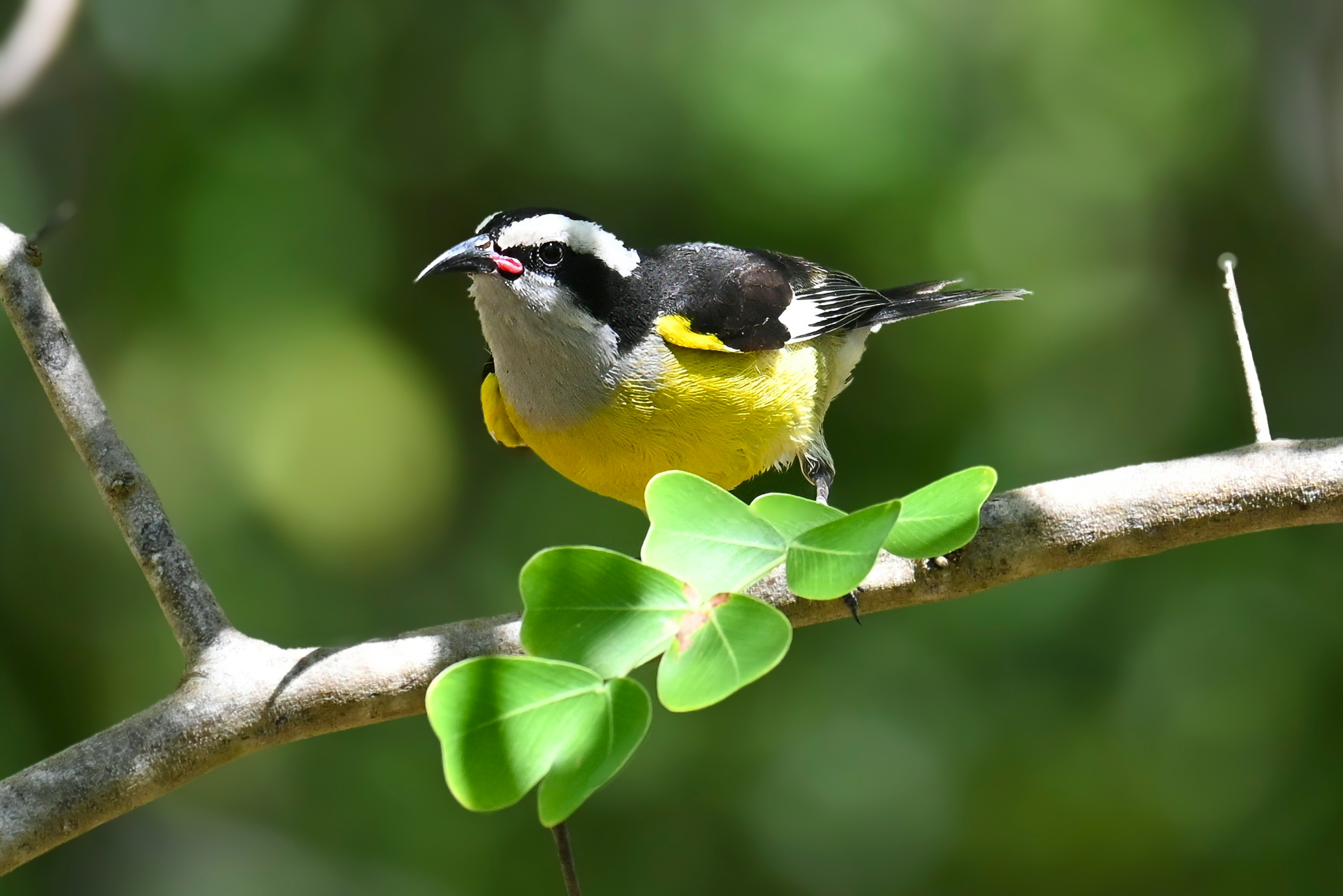 A yellow bird perches on a tree branch.