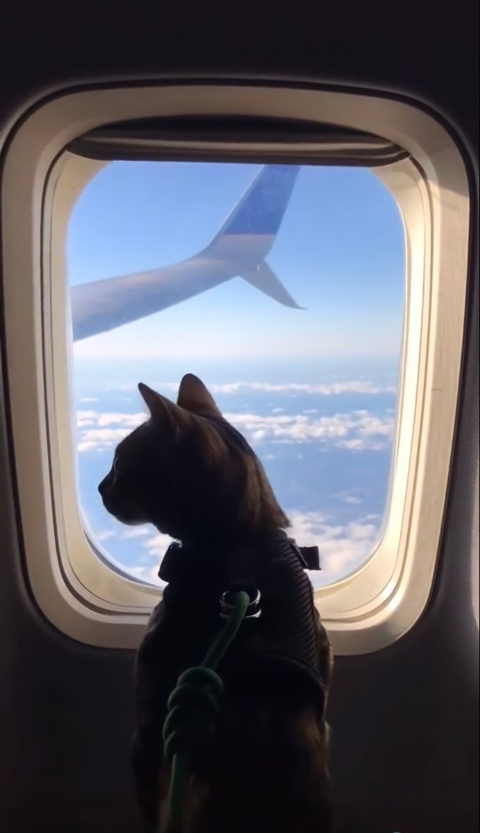 Una&Co Photo Transport