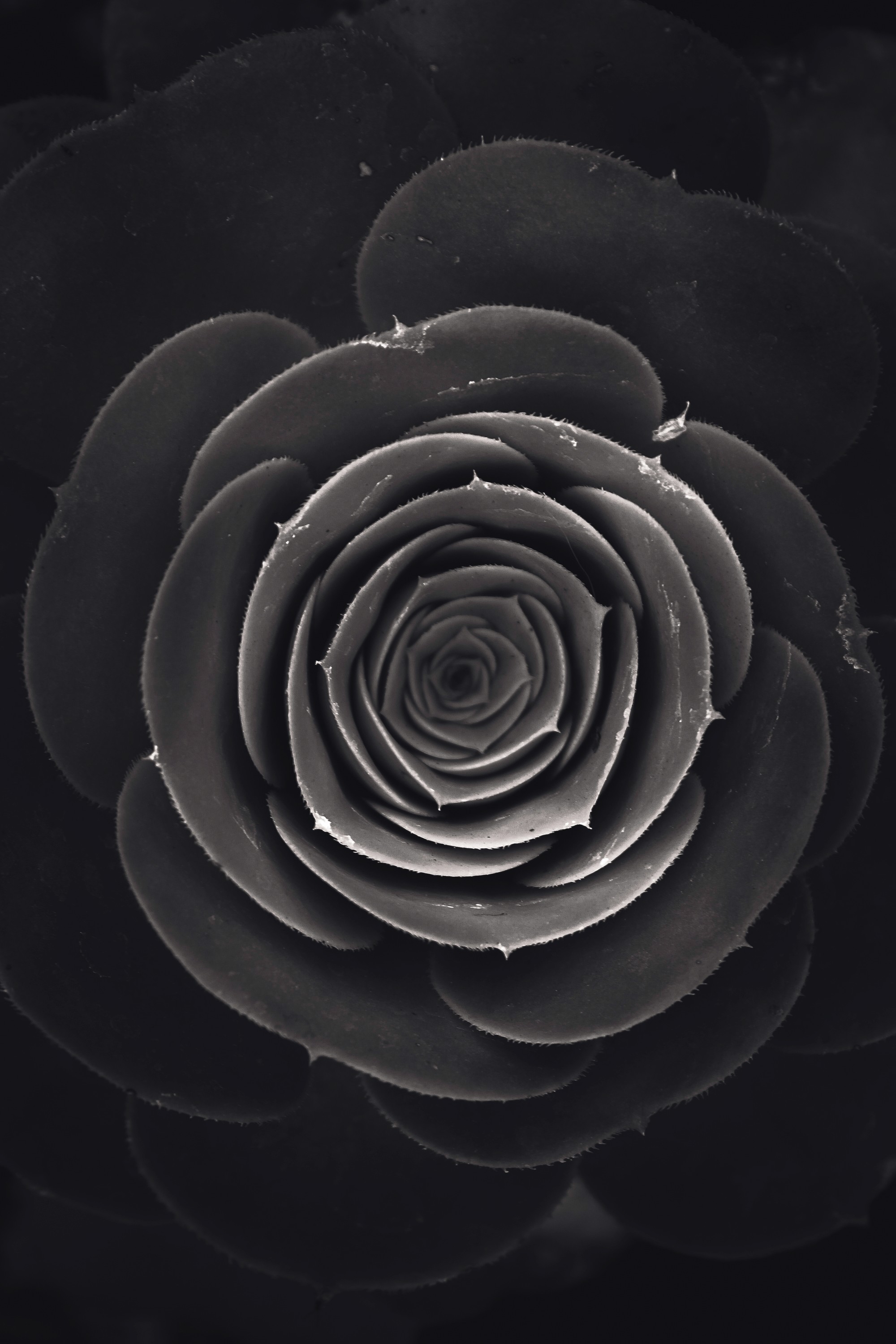 Black white photographer Ojai