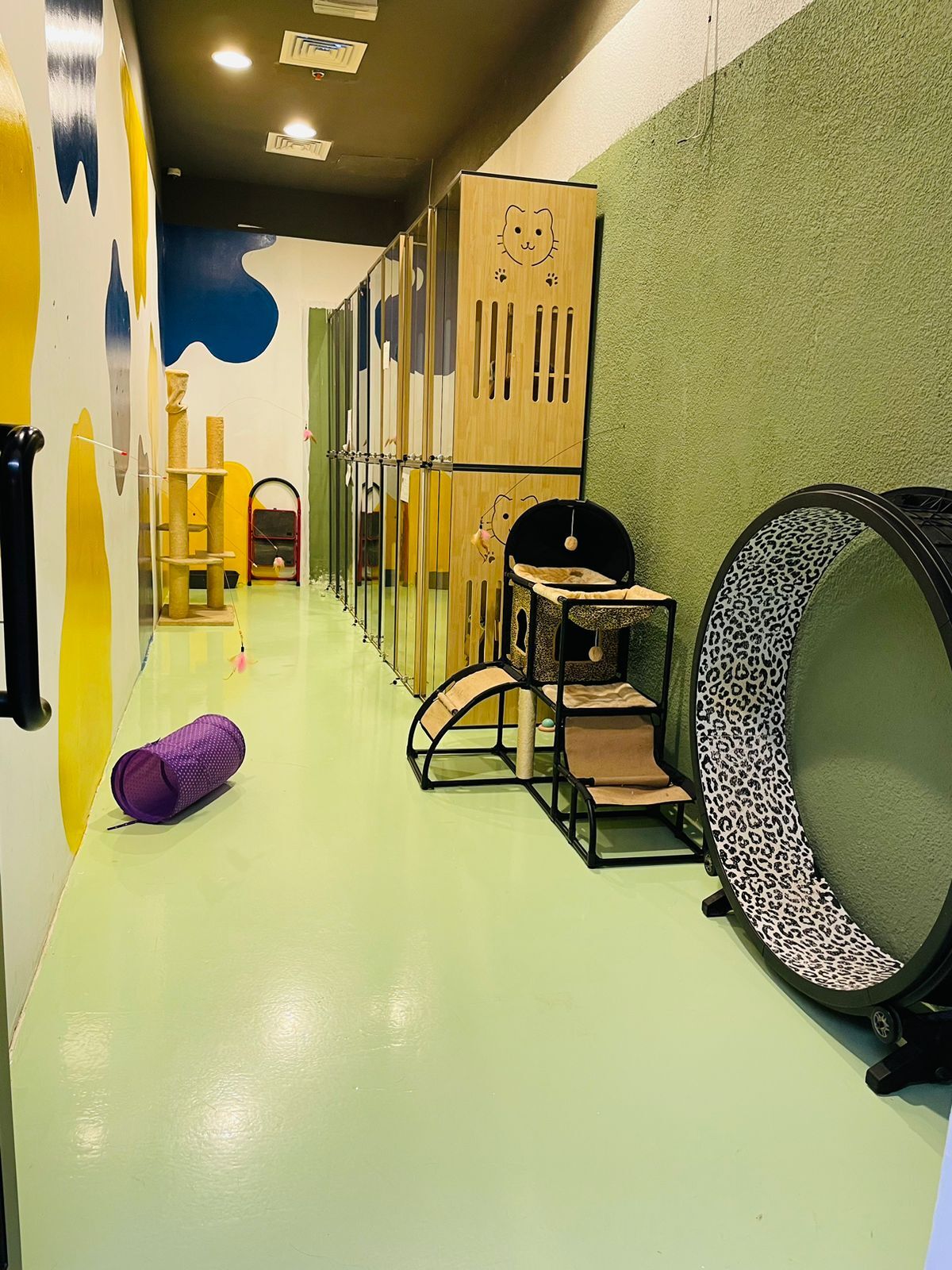 fun day at our cat hotel in Dubai