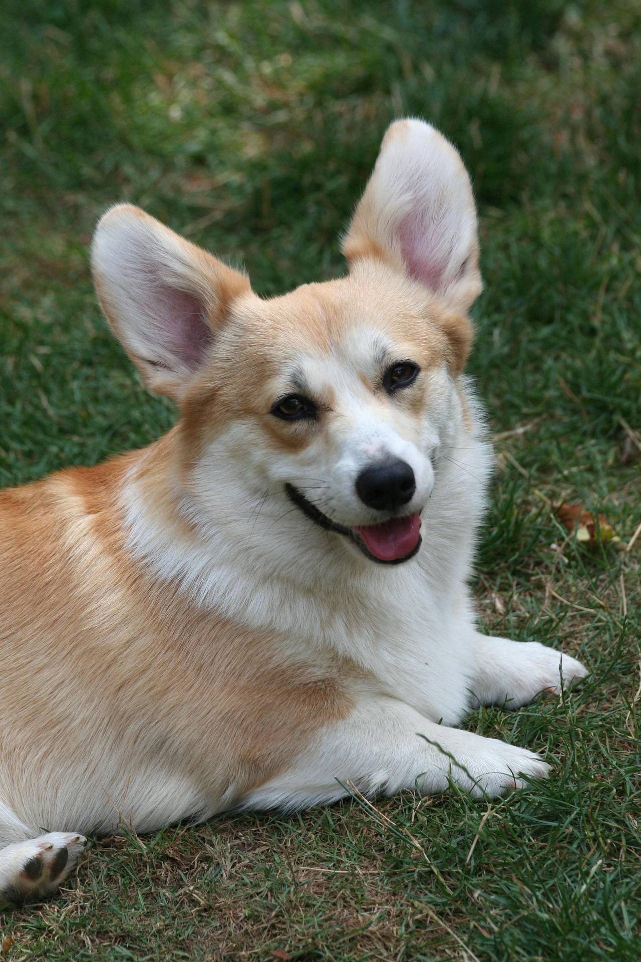 Corgi Breed History