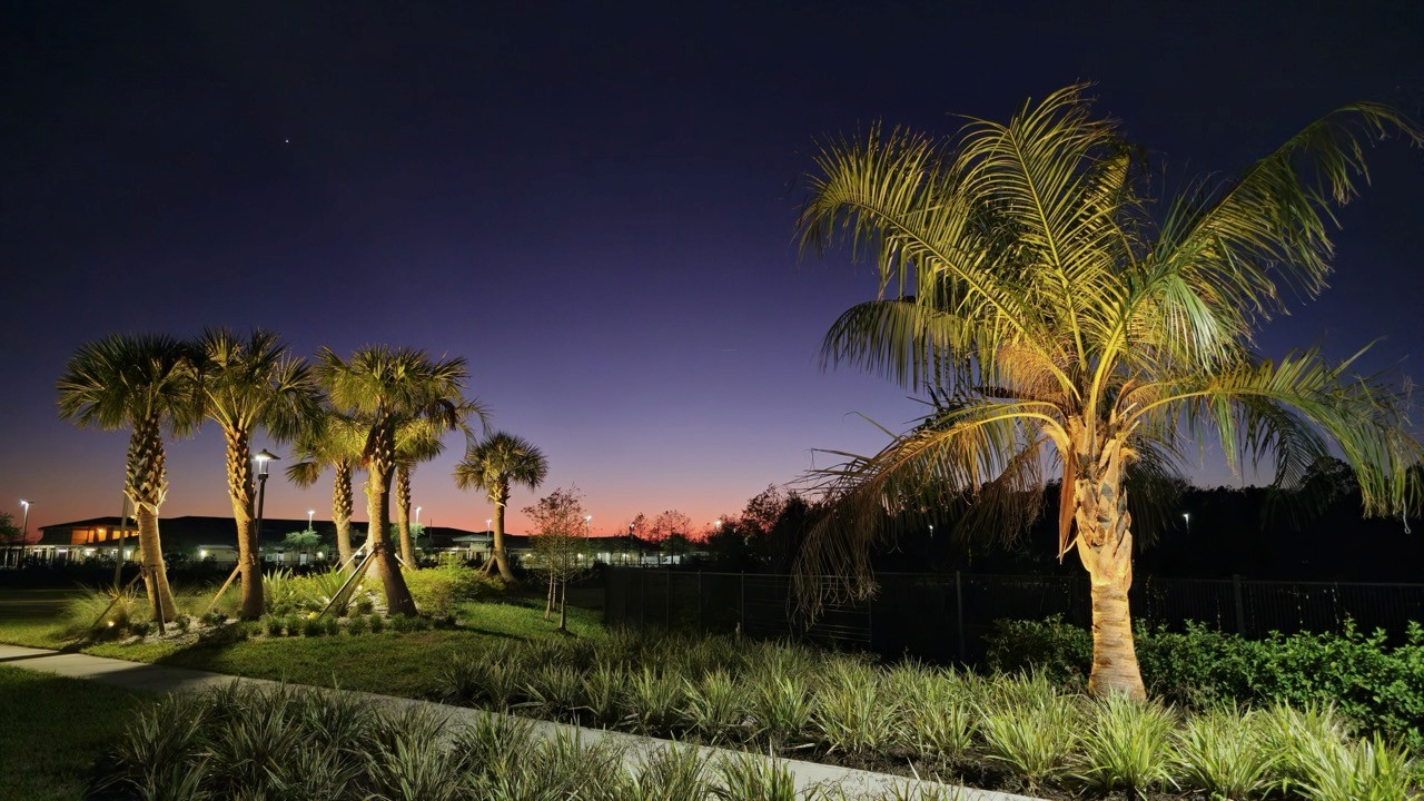 Commercial palm tree uplighting and landscape lighting at business entrance at sunset