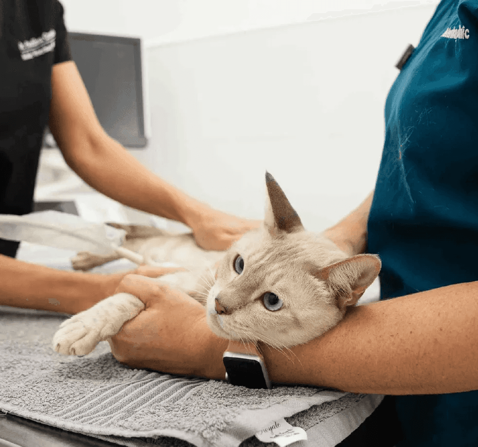 Veterinarian performing cat deworming treatment to ensure your pet’s health and safety.