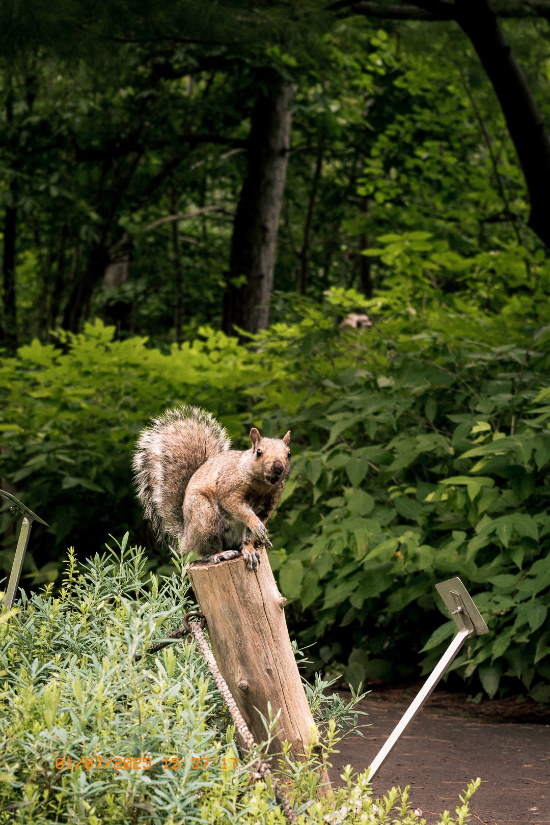 Écureuil gris debout sur un tronc en bois dans un jardin botanique.
