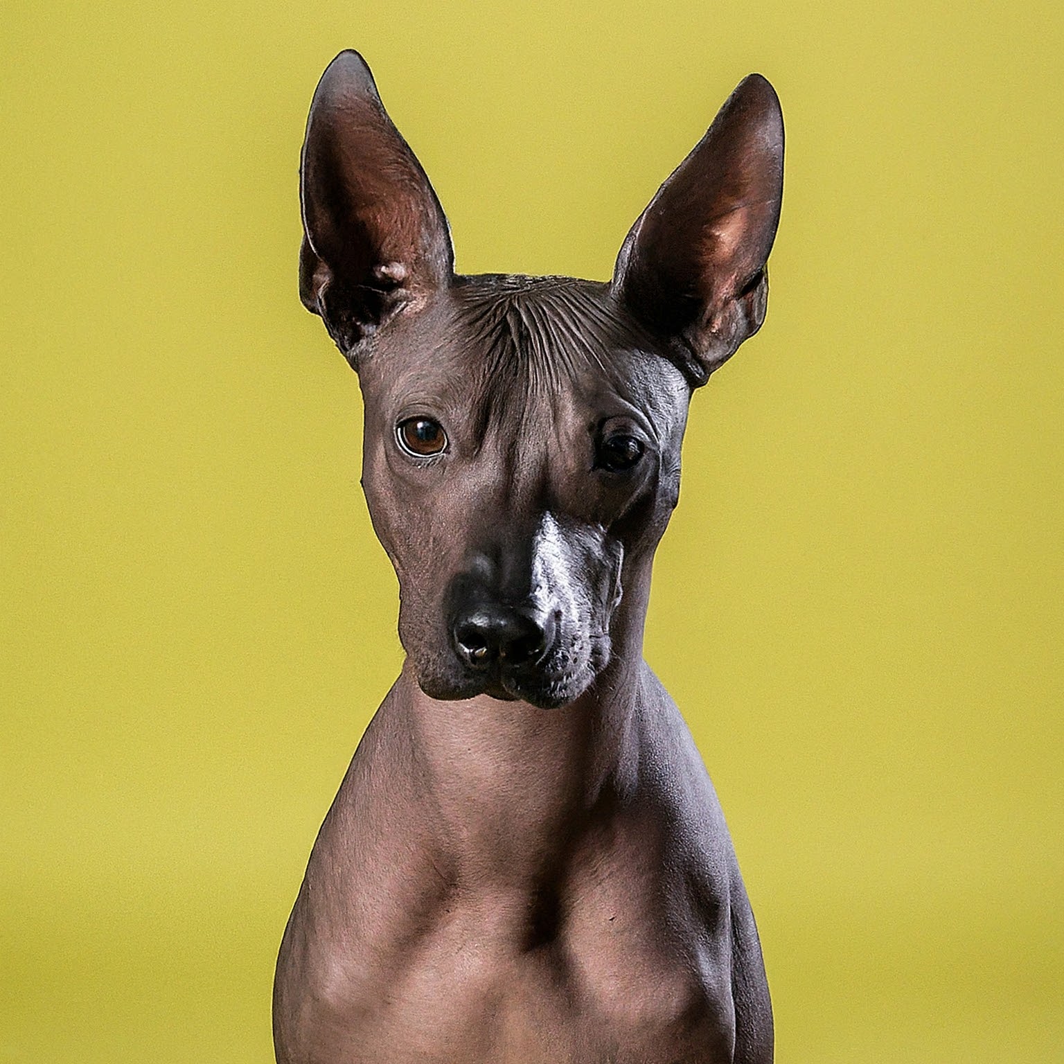 BUDDYUNO, Xoloitzcuintli