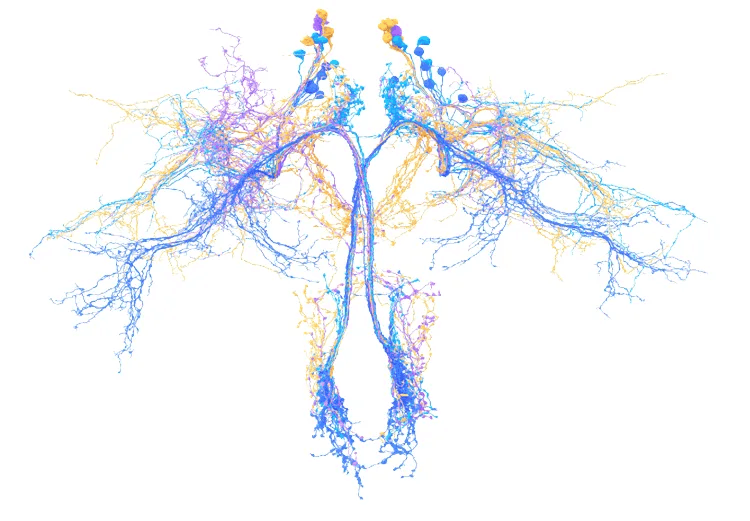 Fruit fly brain connectome showing 140,000 neurons color-coded by neural type in the Drosophila melanogaster brain