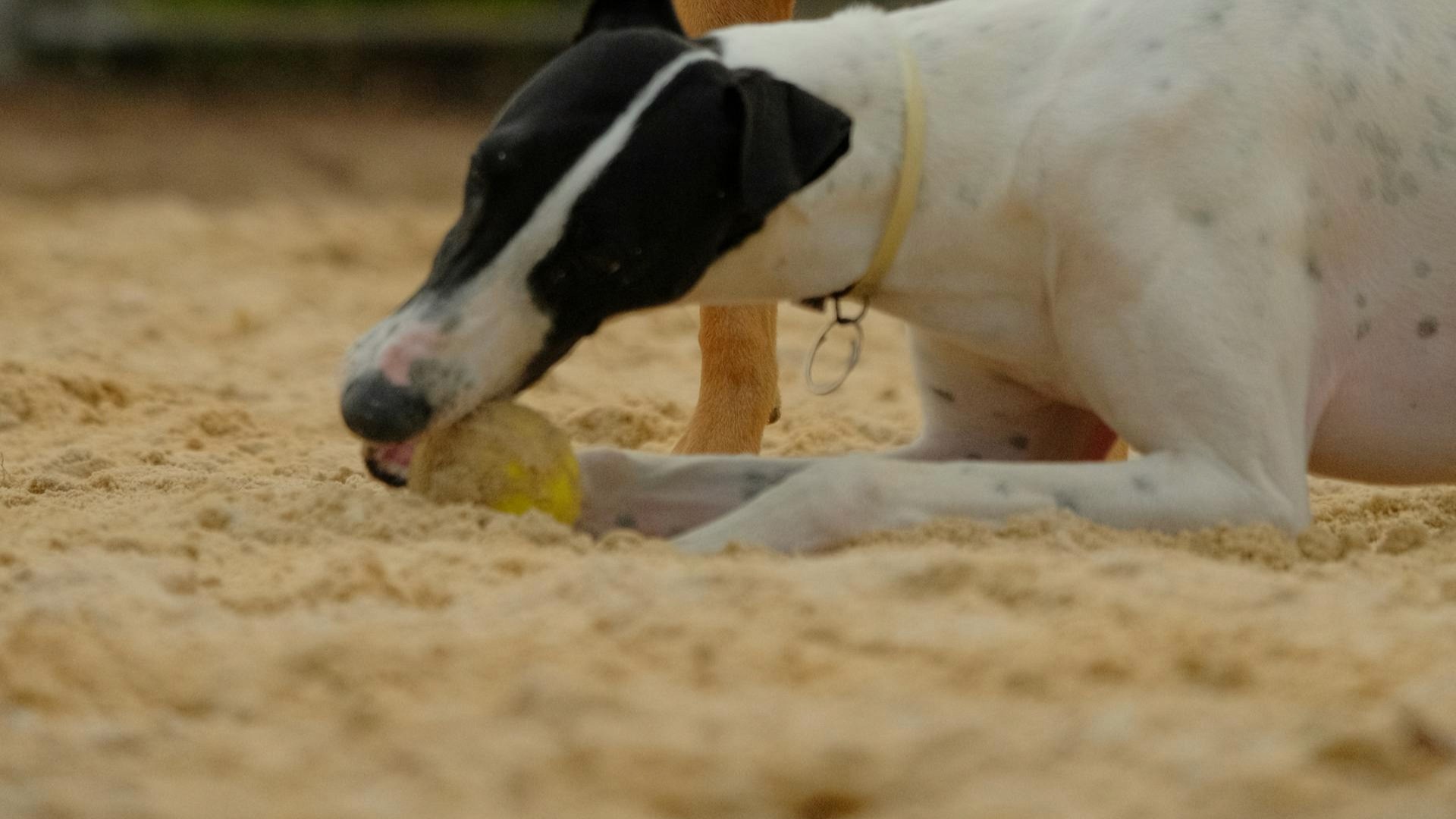 A dog is chewing a toy while lying down on the sand.