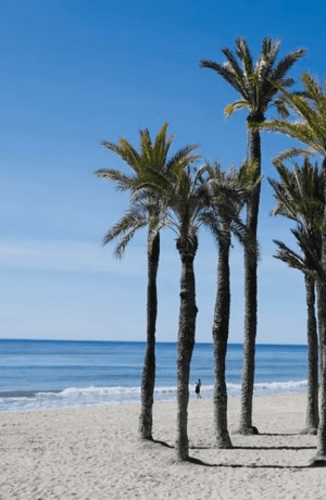 A row of palm trees on a sandy beach.