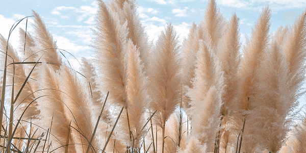 Herbe de la Pampa (Cortaderia selloana)