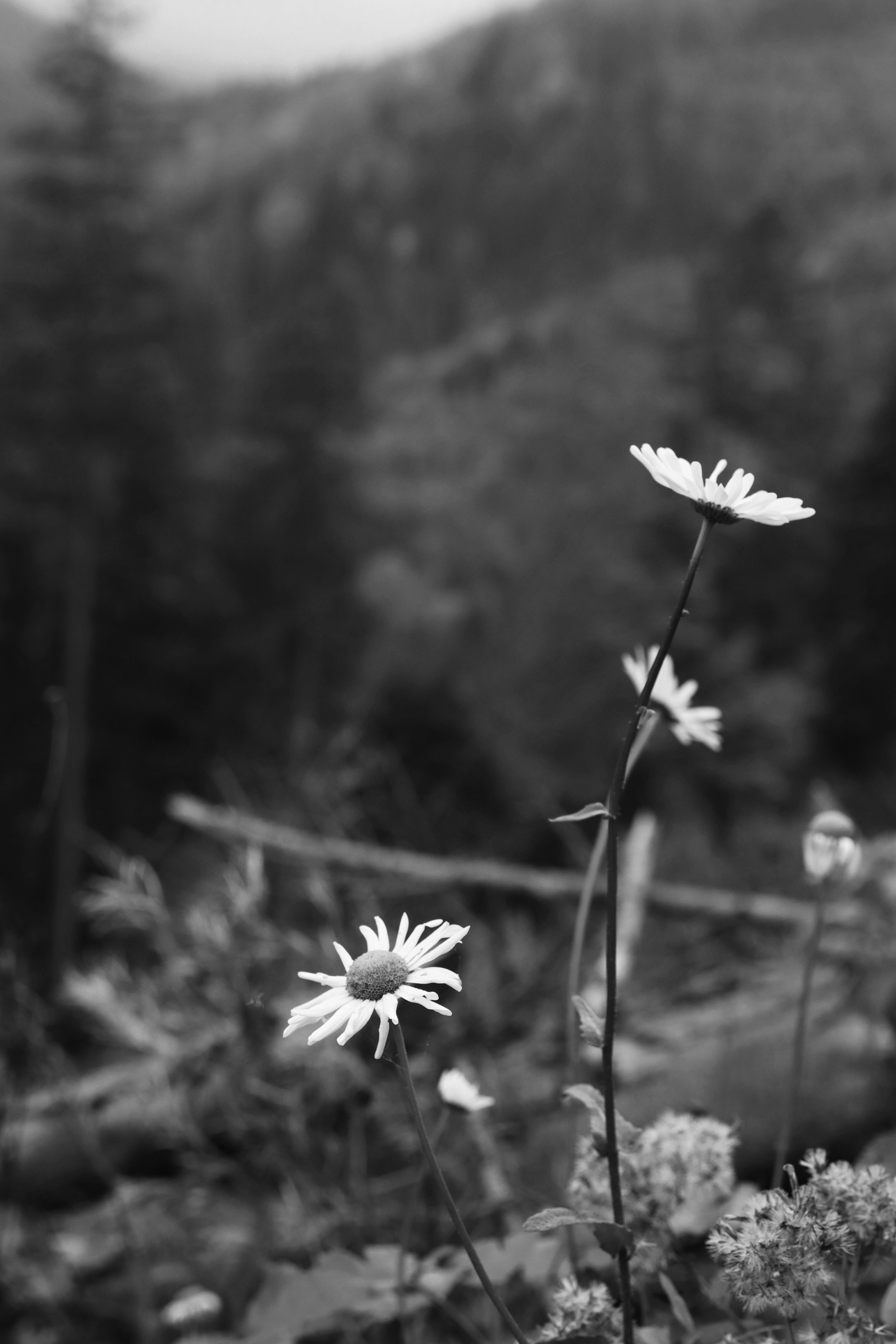 Black and white floral photograph used as a hero image for a legal nurse consultant website.