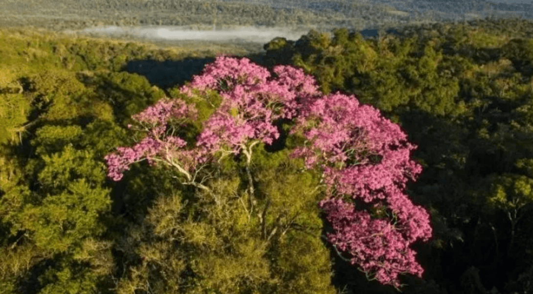 A tree with pink flowers

AI-generated content may be incorrect.