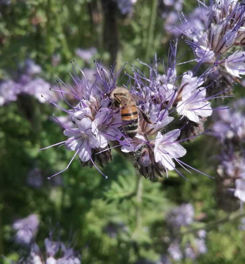 Bee on a flower on the property of the house