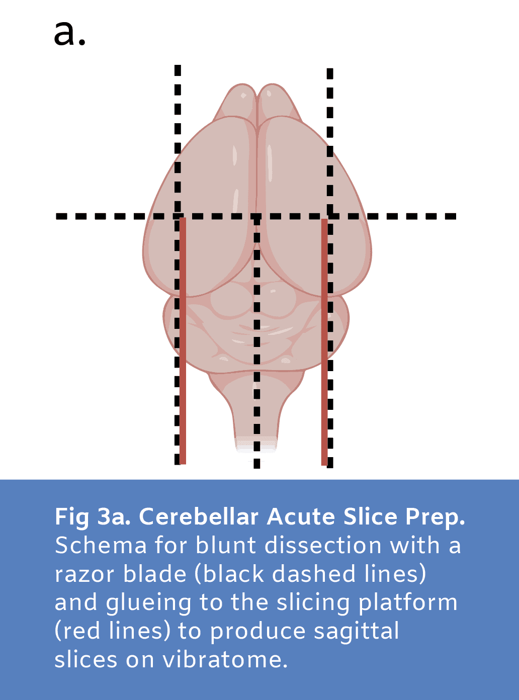 A picture of the schema for blunt dissection titled Cerebellar Actute Slice Prep 