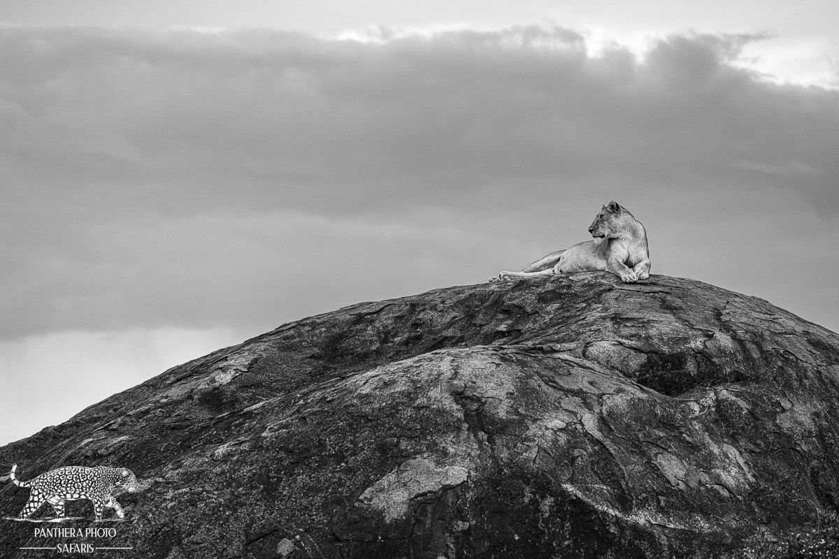 Central Serengeti 2023 Trip Report