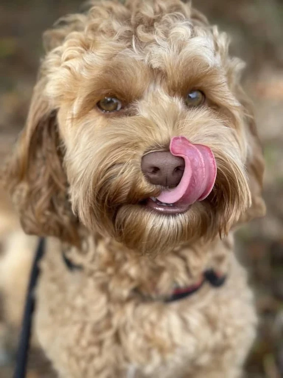 Close-up of an apricot doodle licking its nose