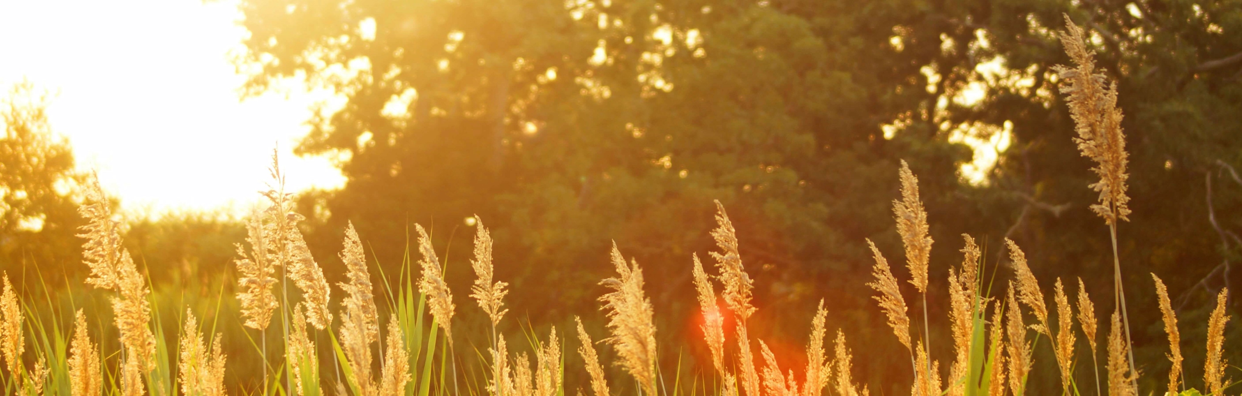 A picture of a wheat field 