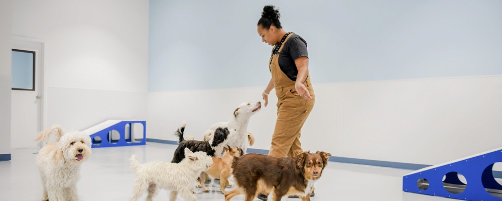 Interior of a Dogdrop daycare
