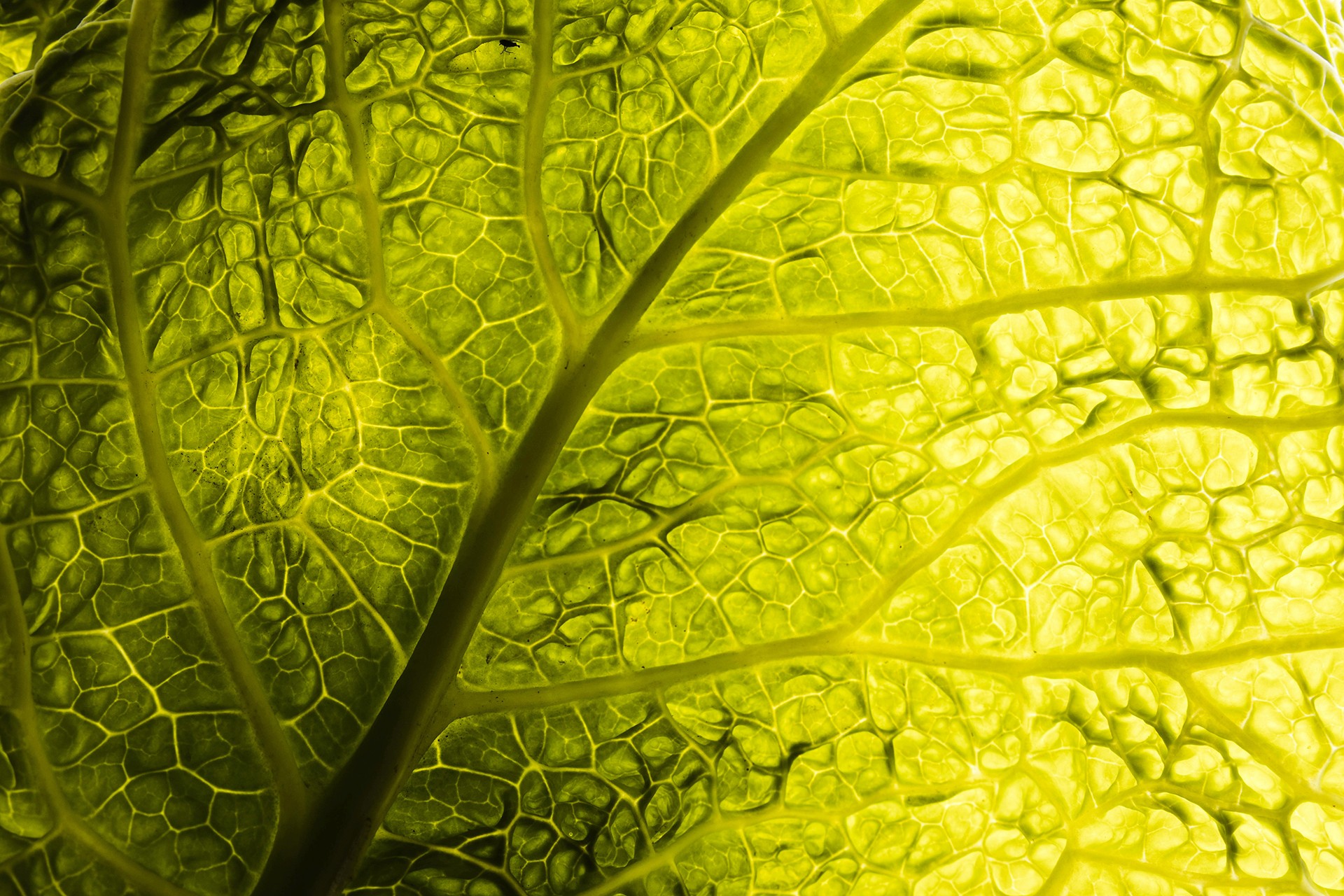 Close-up of a vibrant green leaf shows translucent texture, highlighting nature’s complexity and beauty.