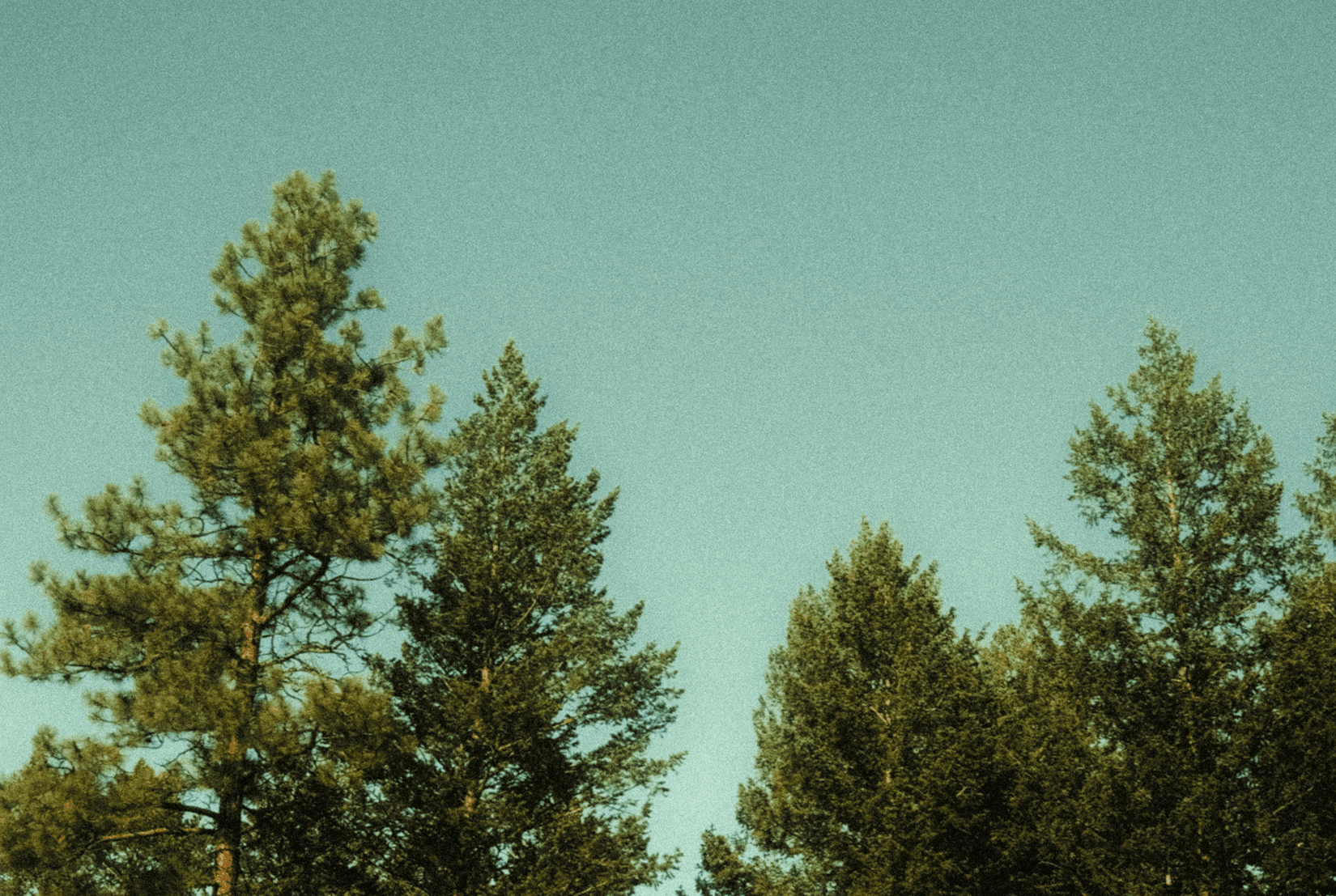 Ghost Bird Creative hero background