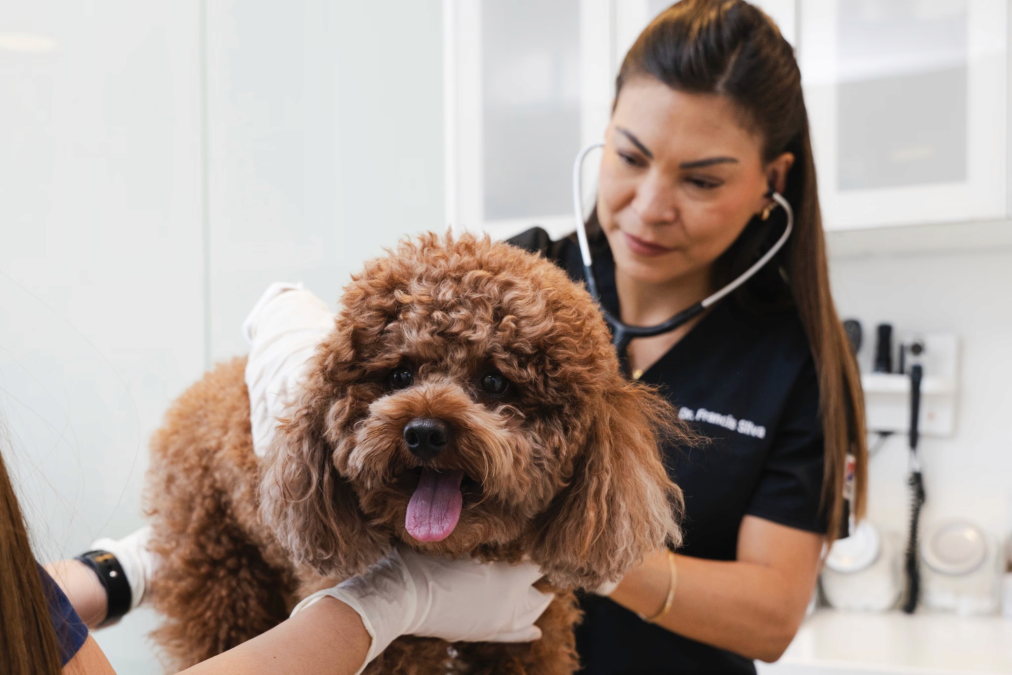 A veterinarian is checking a dog for the vet health certificate. 