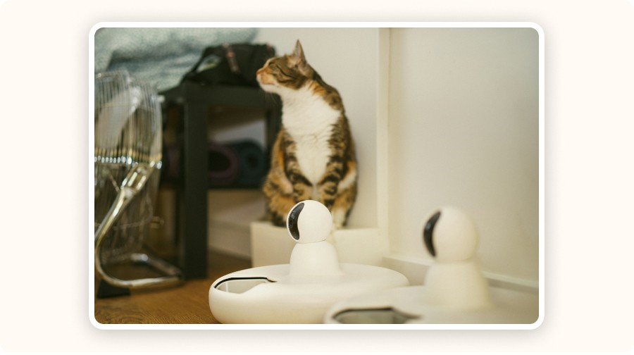 Cat near a self-cleaning litter box
