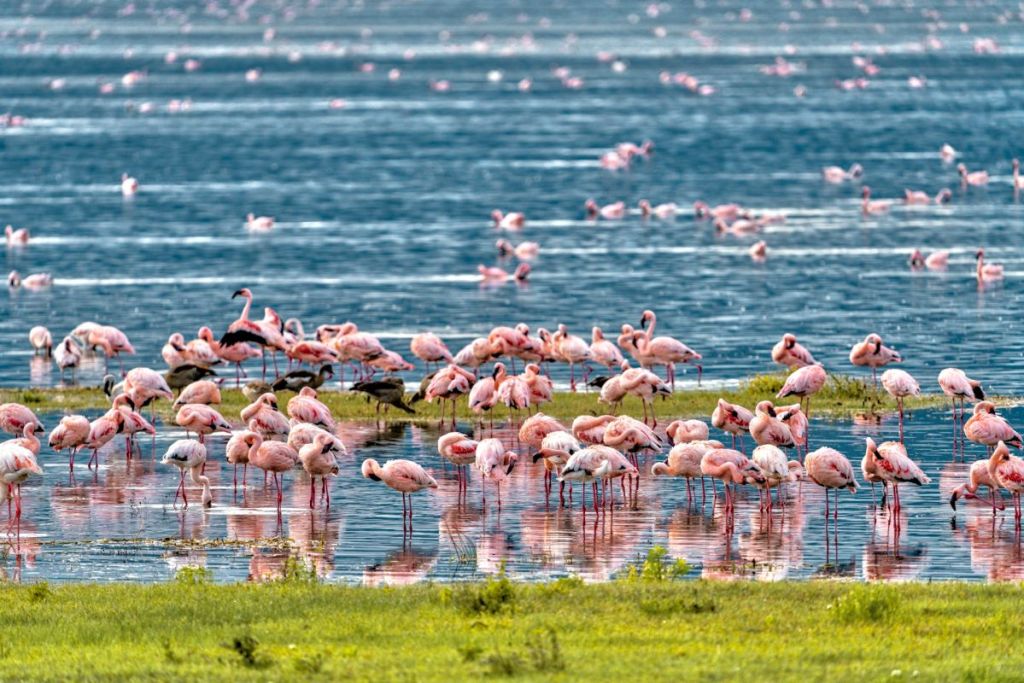 flamingos in a lake within ngorongoro crater