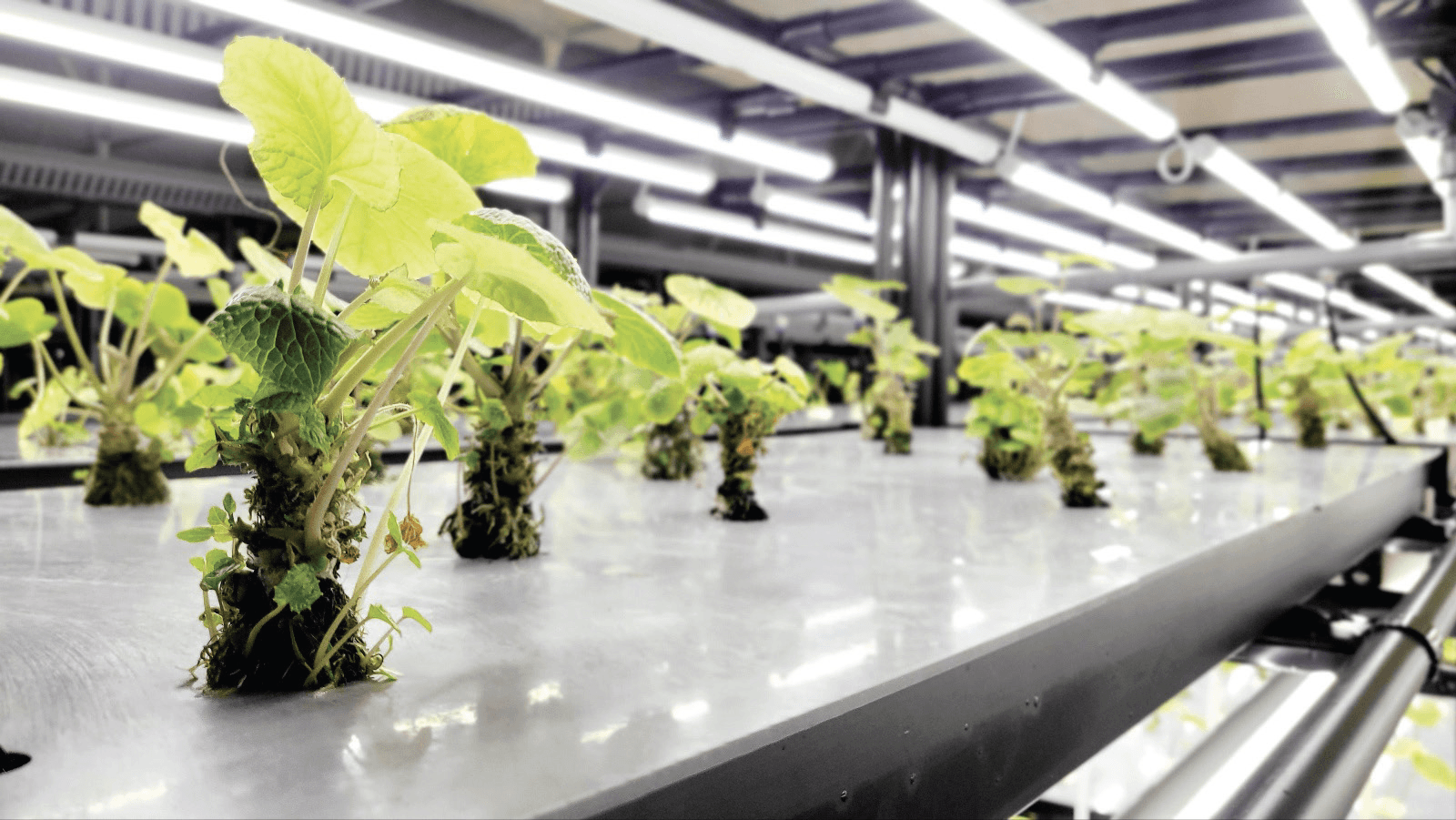 Women On Neon Background
