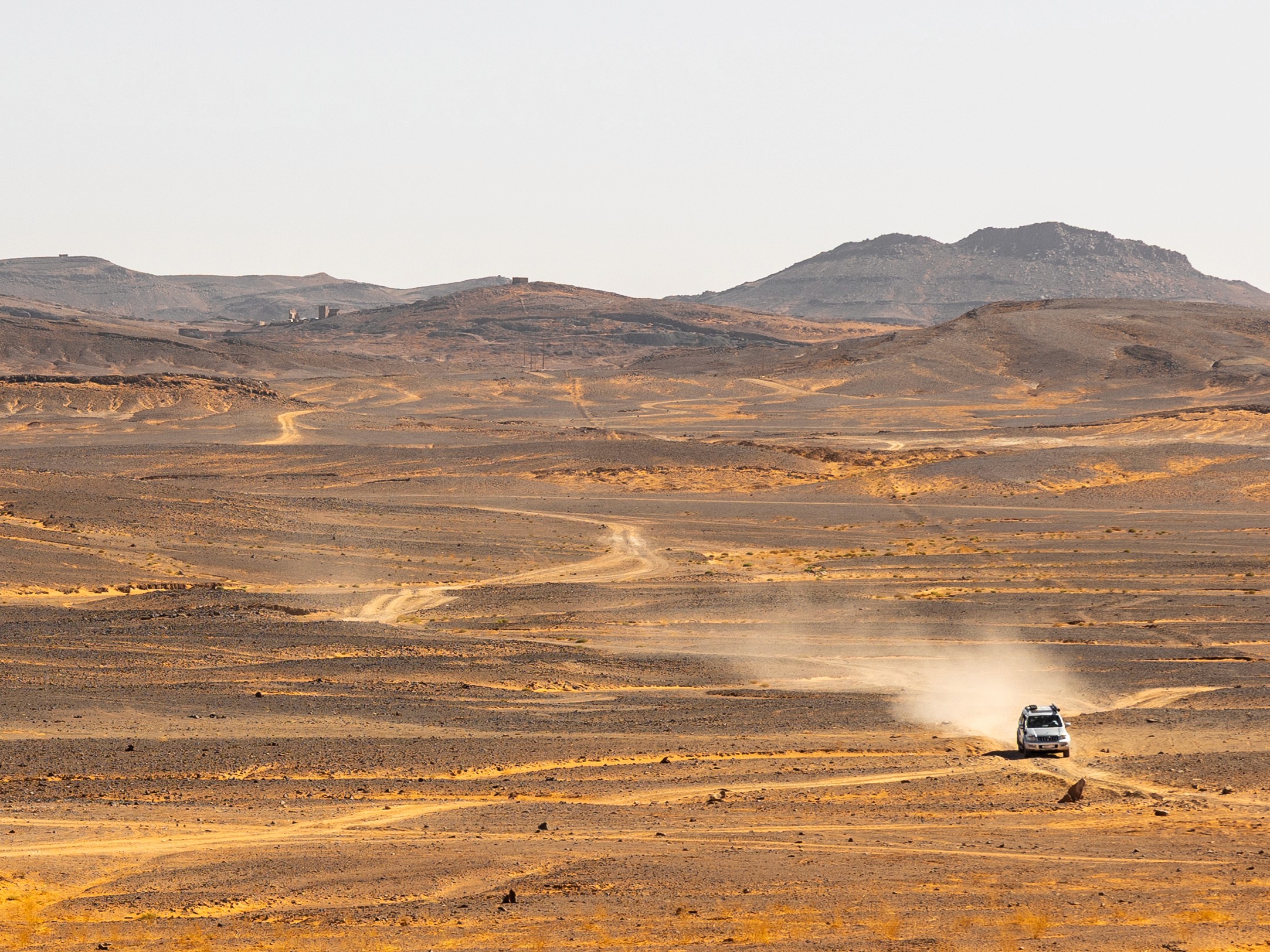 A field of white daisies with yellow centers.