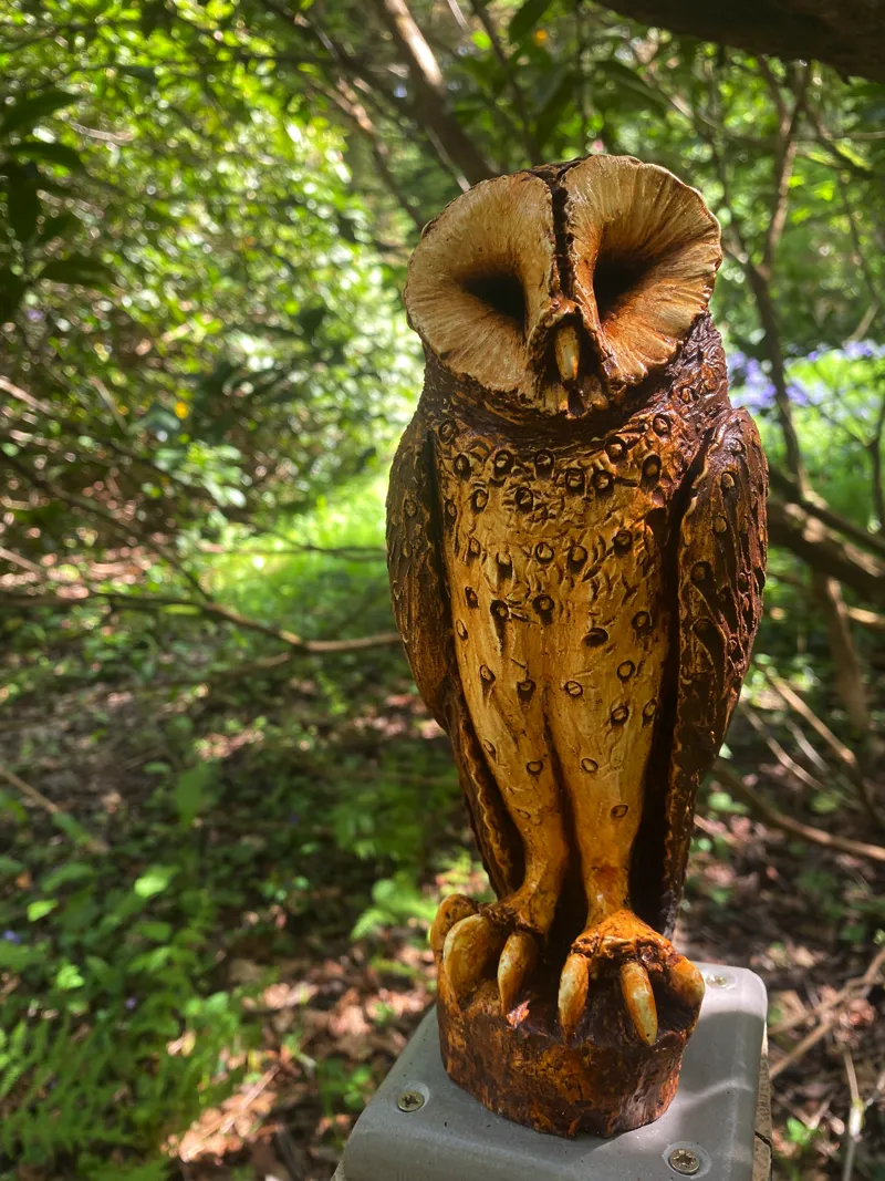Wisom Owl sculpture in woods