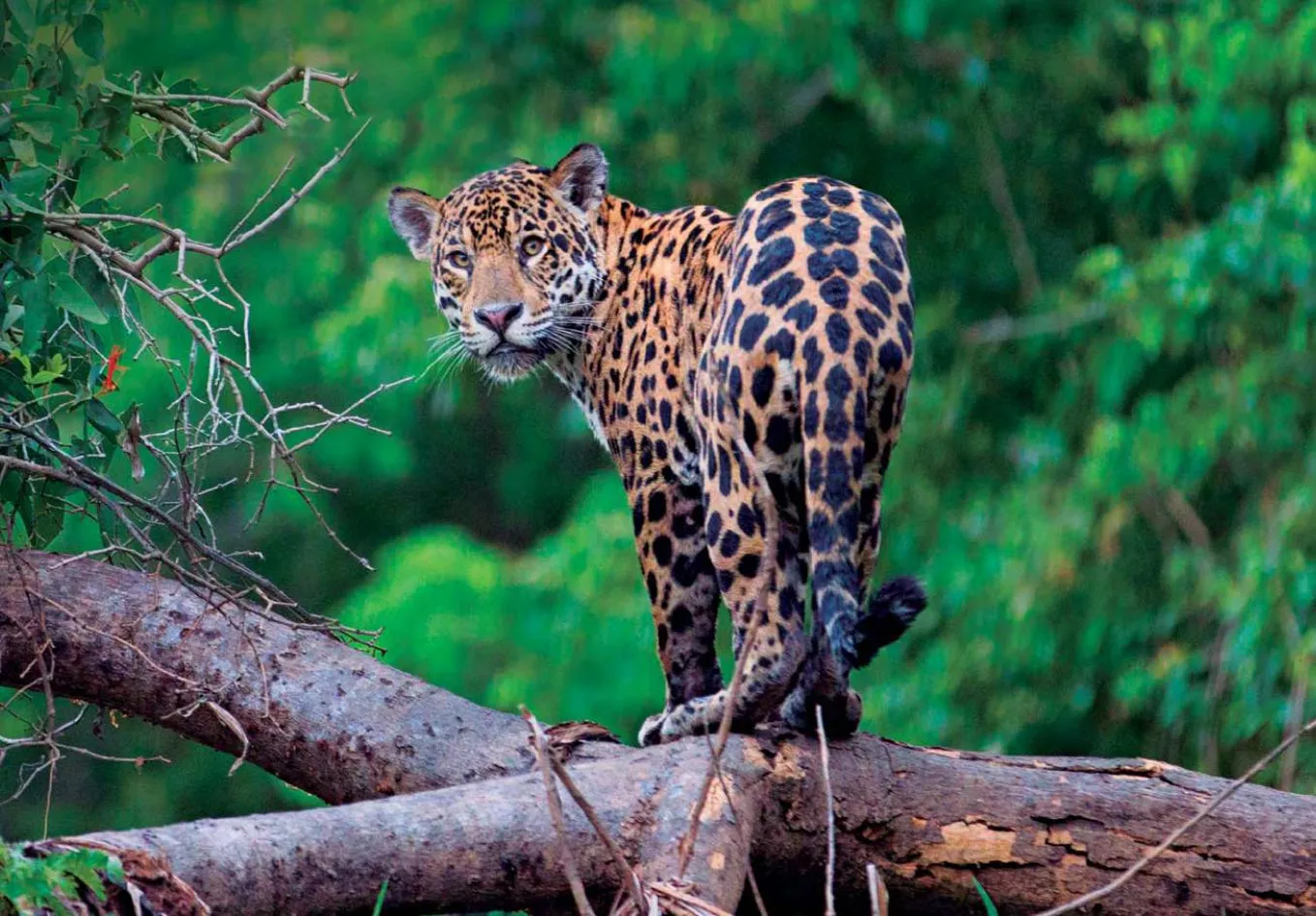 Giaguaro nella foresta tropicale – biodiversità e tutela ambientale