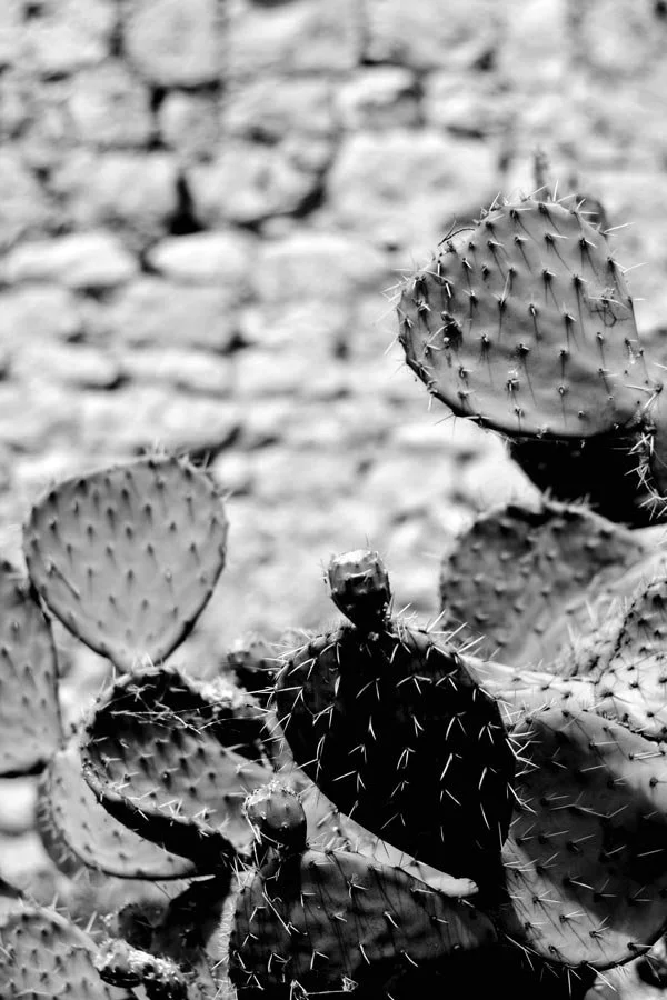 Cactus