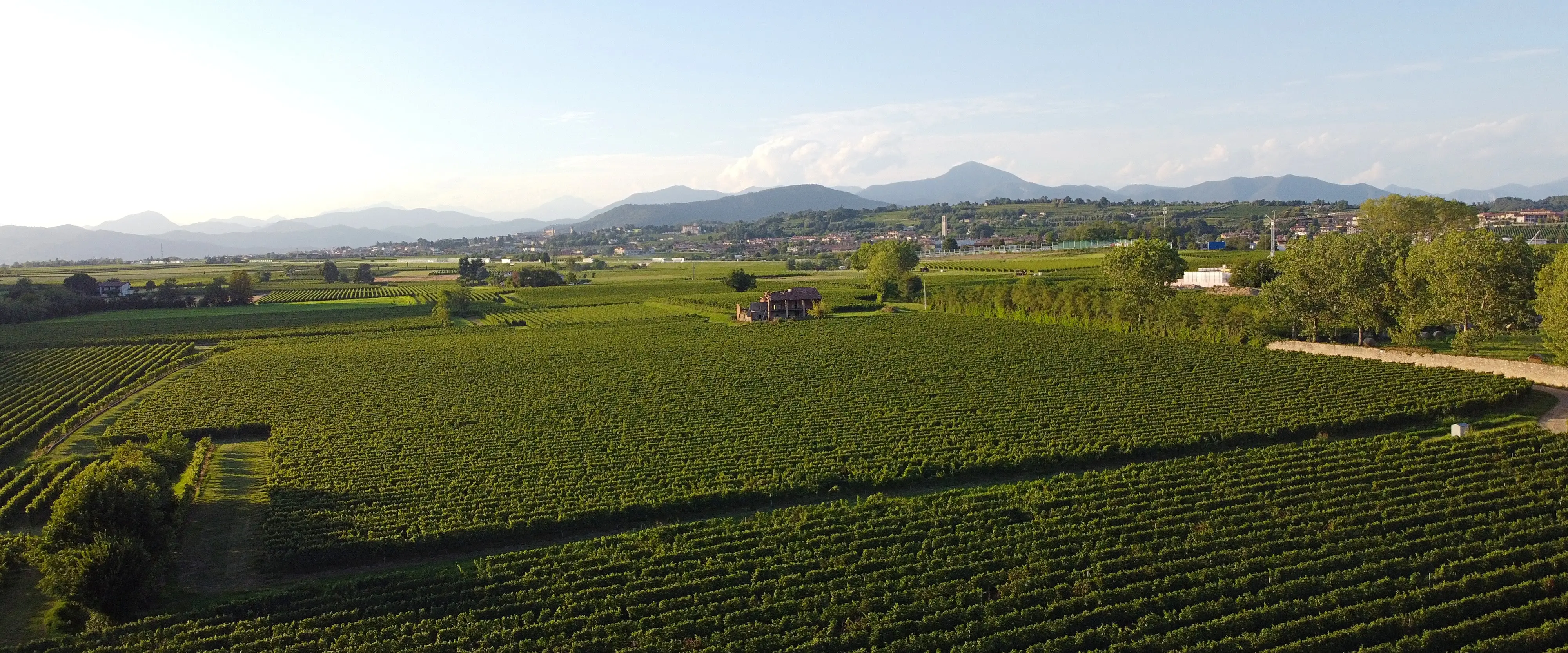 Vigneto in Franciacorta al tramonto