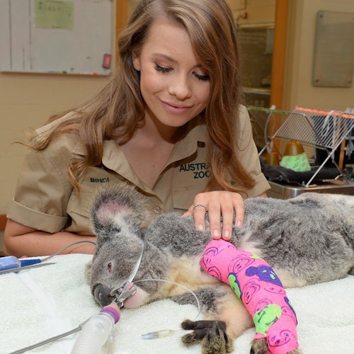 Una donna in uniforme dello Zoo australiano sta confortando un koala con bende colorate su un tavolo in un ambiente veterinario.