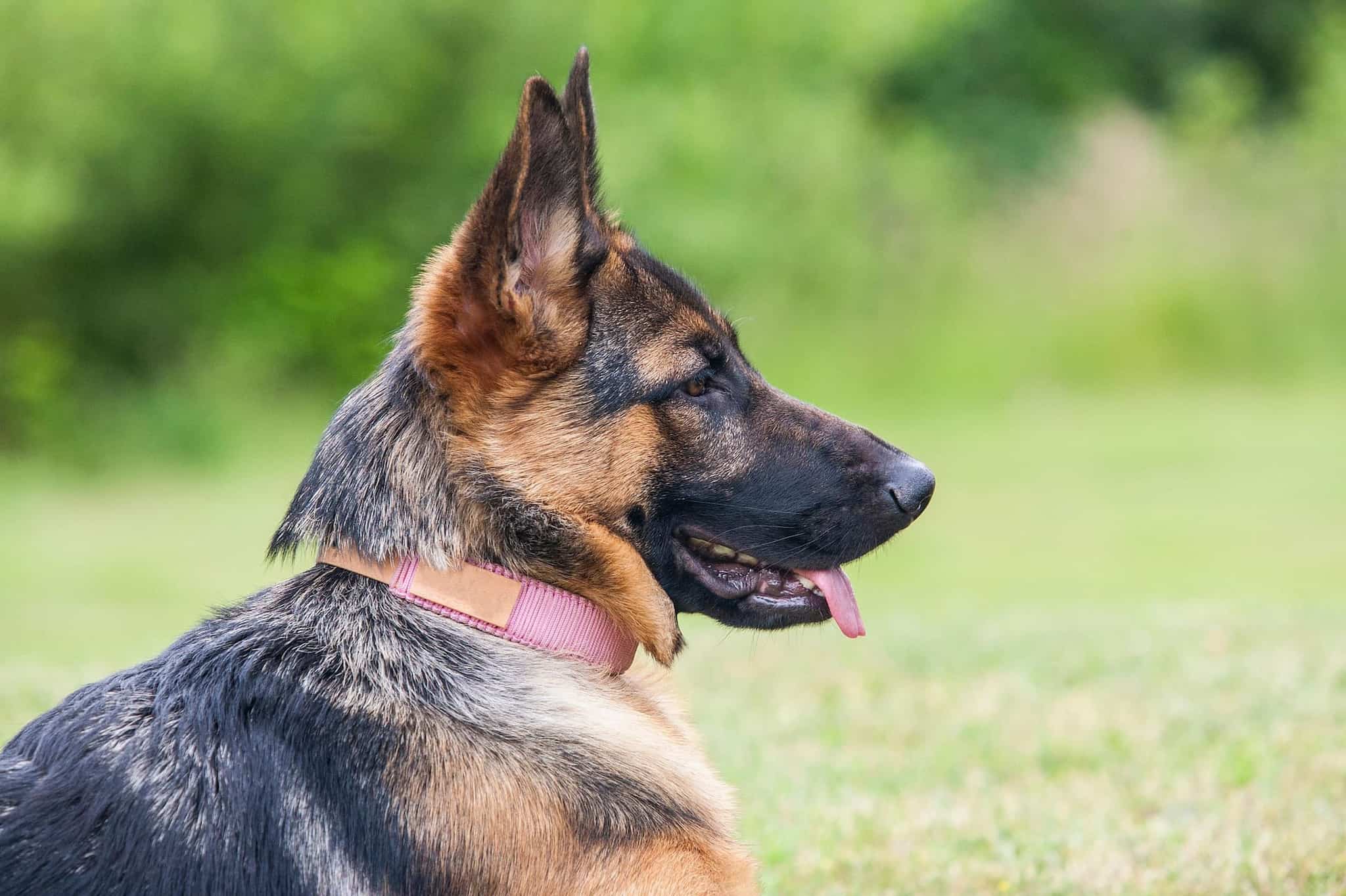 A German Shepherd is looking at something with utmost focus.