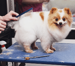 A fluffy Pomeranian standing on a grooming table as a groomer brushes its coat