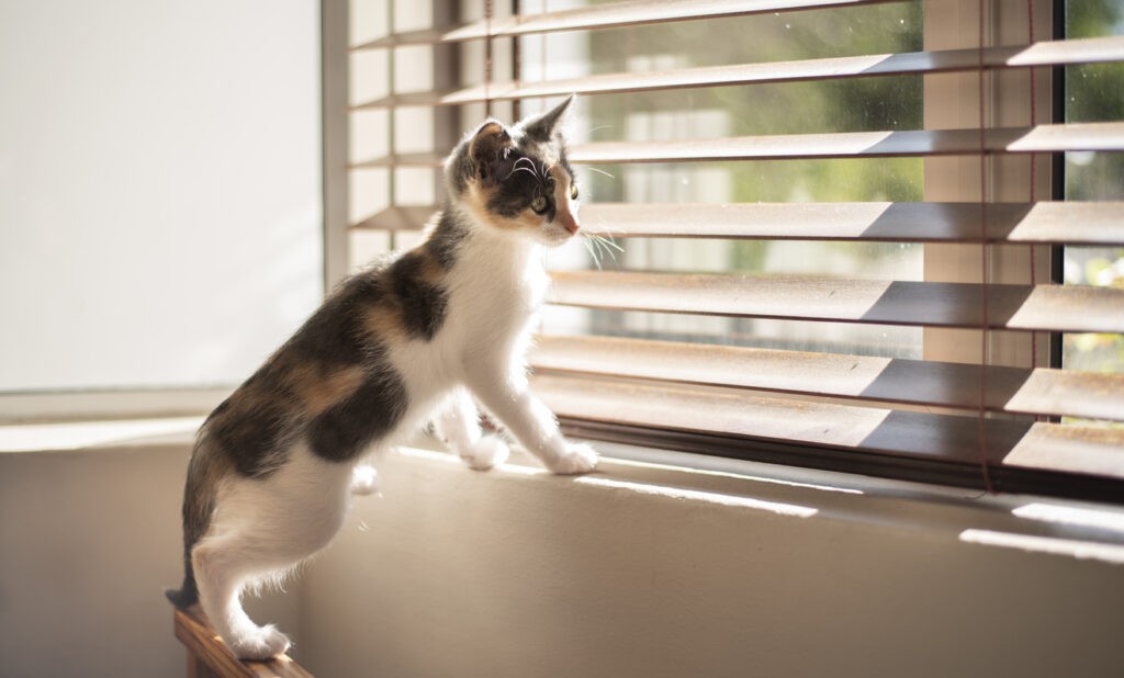 What to Consider When Trying to Find Pet Friendly Blinds