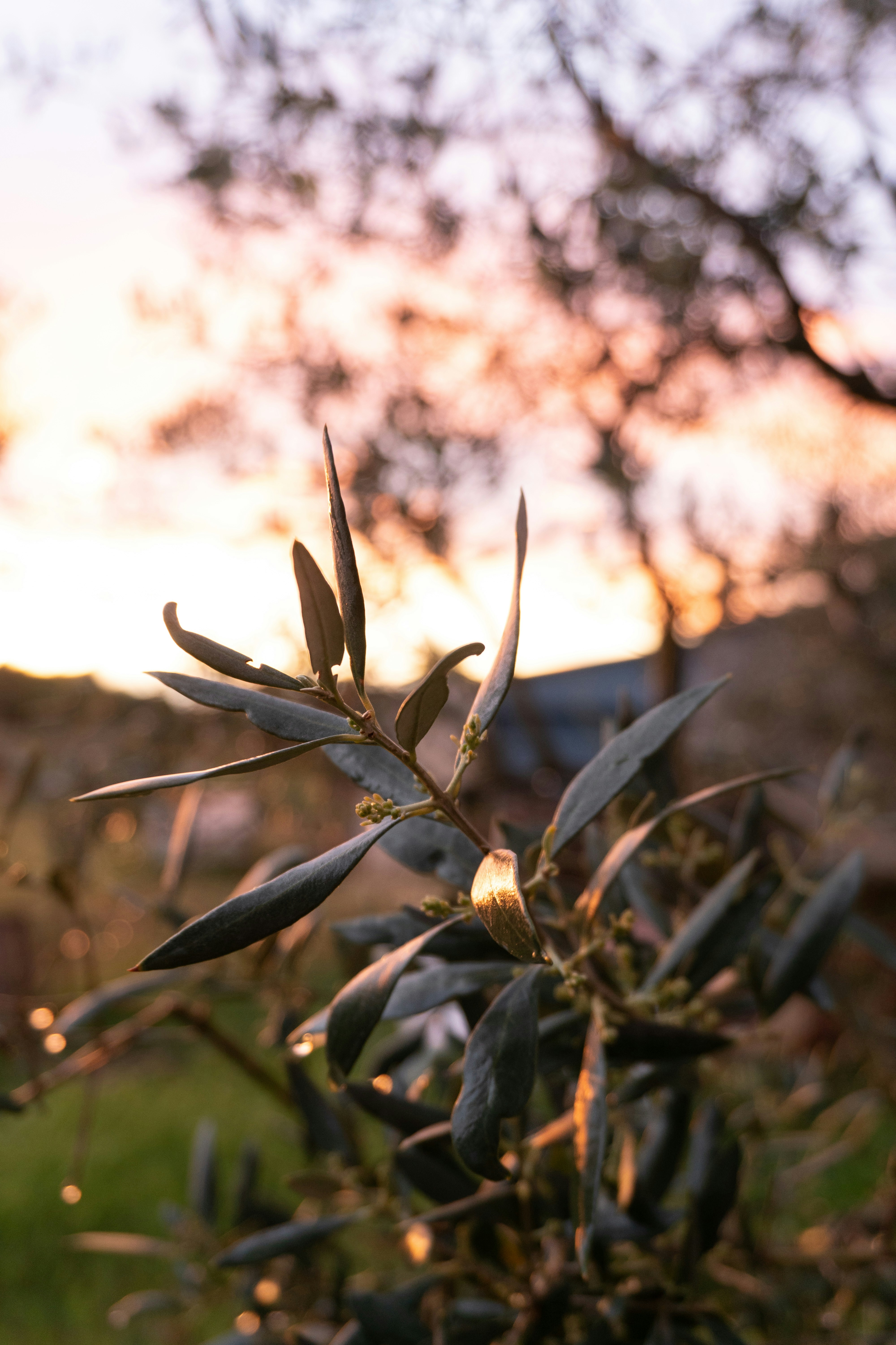 A close up of a plant with a sky in the background