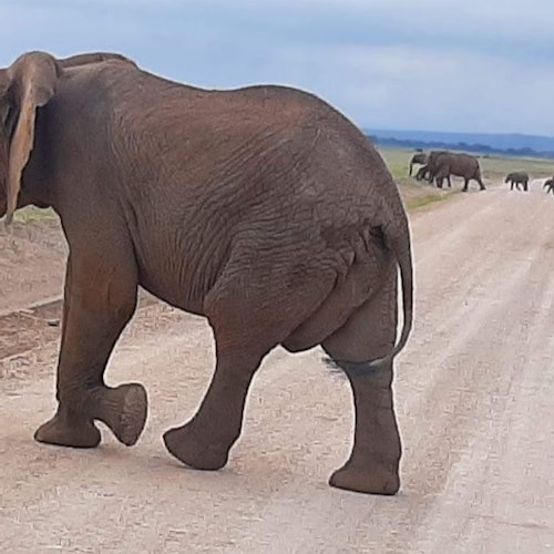 阿姆博塞利国家公园：内罗毕出发一日游门票