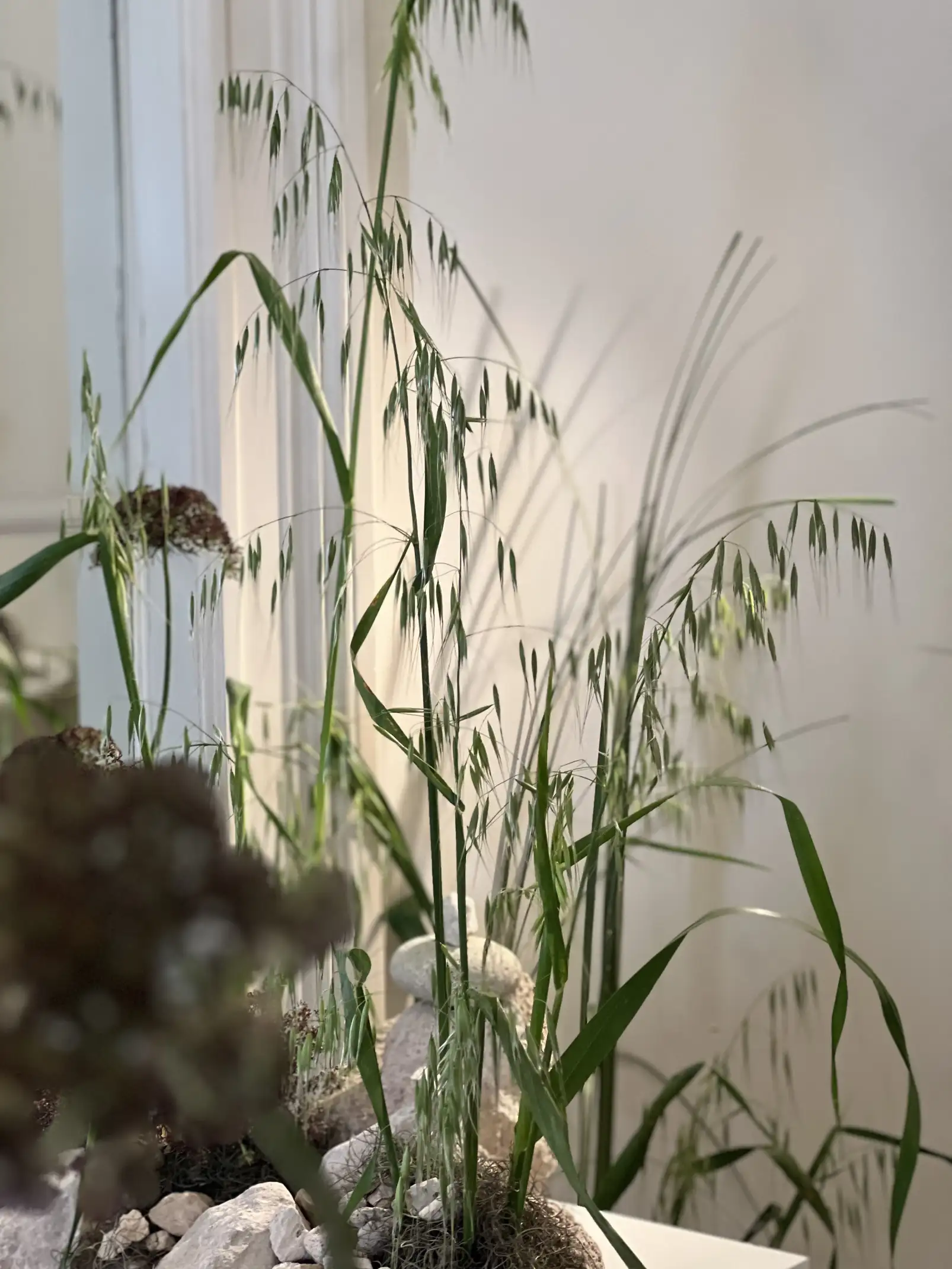 Fotografía de tallos verdes y gramíneas con luz suave sobre fondo neutro para proyectos de estética naturalista.