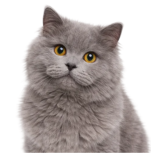 Gray cat after grooming session