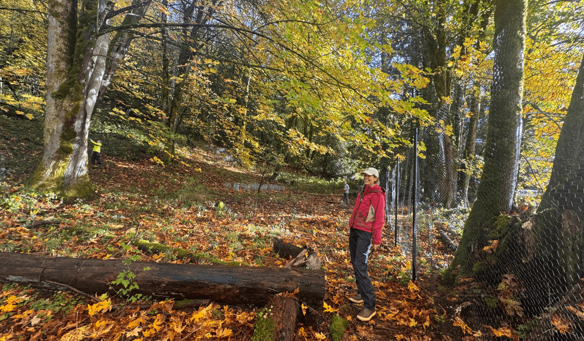 A community member stands beside newly installed fencing in a forested area covered in fallen autumn leaves.