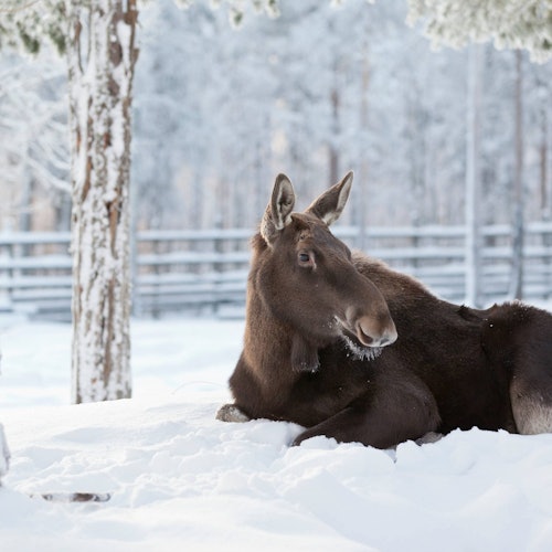 Ranua Wildlife Park: Guided Tour + Hotel Transfer tickets in Rovaniemi