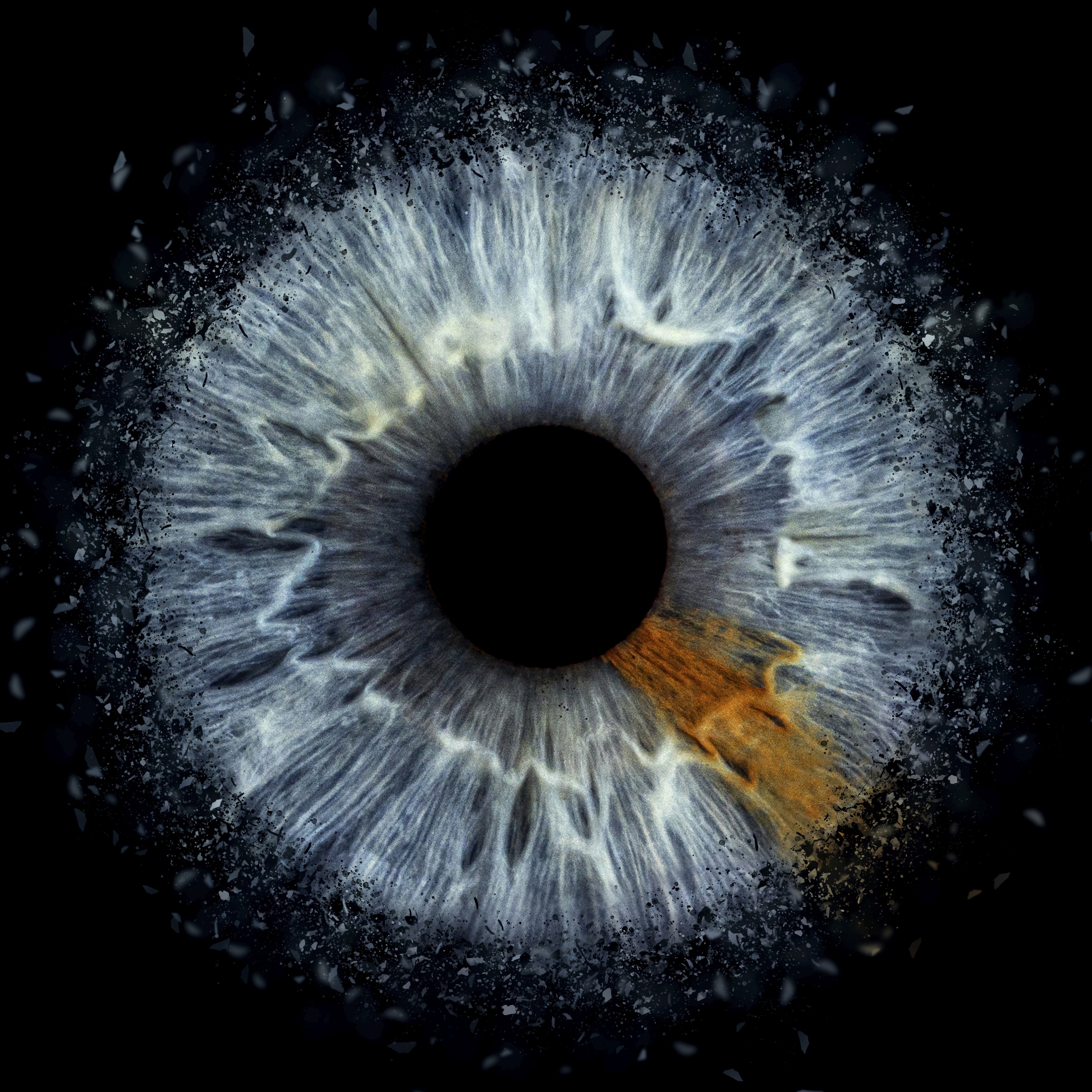 Clash blue iris edit, macro photography