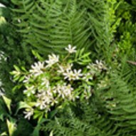 This swatch of Vistafolia's year-round artificial green wall is customized with Color Box selections of Soft Lavender, Delicate White.